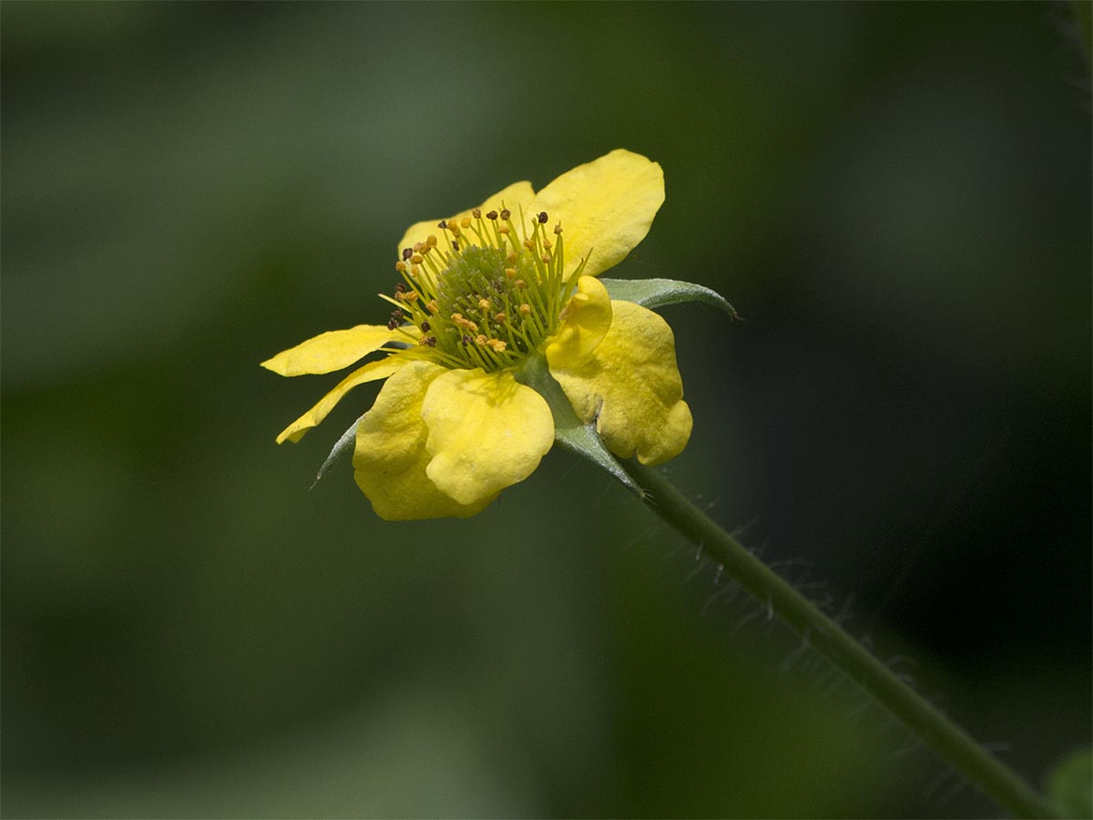 Geum urbanum